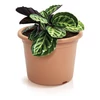 Kép 3/3 - Virágcserép Plastica 170x127mm terrakotta