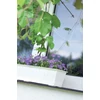 Kép 2/4 - Prosperplast Balkonláda Agro 500x180mm fehér